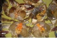 海蟹鮮蝦粥的做法圖解2