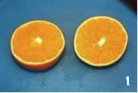 鮮橙蒸蛋的做法圖解1