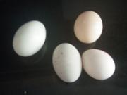 三色蒸蛋的做法圖解1