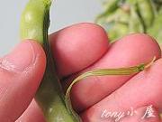 軟莢豌豆炒春筍的做法圖解4