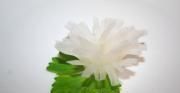 水晶白玉菊的做法圖解8