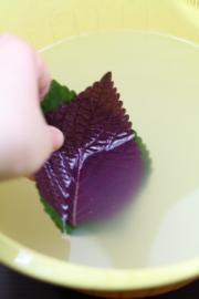 紫蘇椒麻千層肚絲的做法圖解12